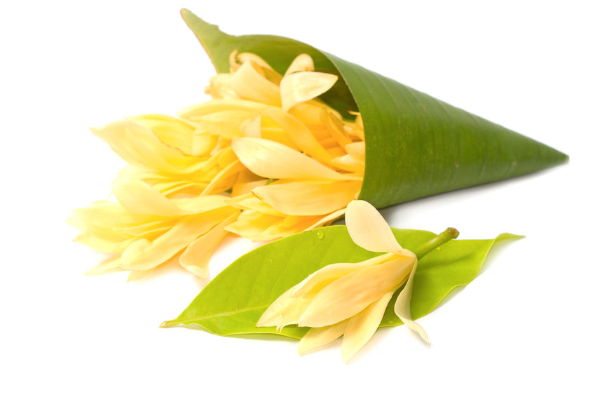 Champaka in Jojoba 10:90 Magnolia champaca var. alba