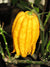 Zedratöl Citrus medica var. vulgaris
