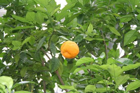 Orangenöl bitter Citrus aurantium