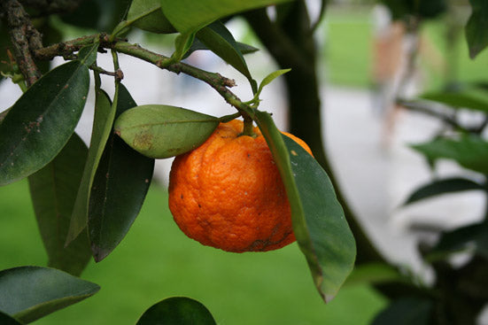 Orangenöl bitter Citrus aurantium