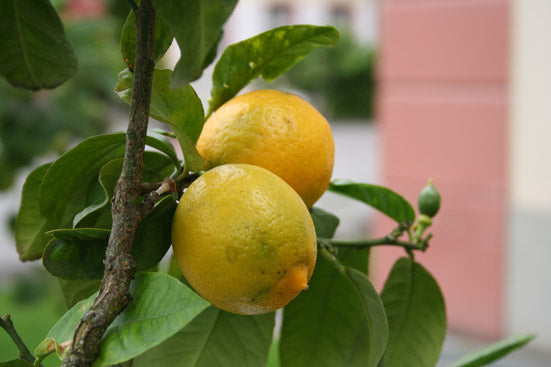 Petitgrainöl Citronnier Citrus limon fol