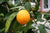 Petitgrainöl Citronnier Citrus limon fol