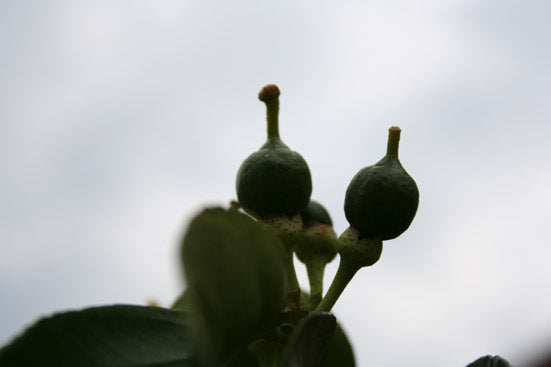 Grapefruitöl bio Citrus paradisi