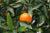 Mandarinenöl rot Citrus reticulata