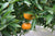 Mandarinenöl rot bio Citrus reticulata