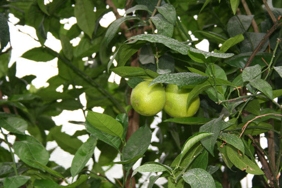 Orangenöl süß bio Citrus sinensis