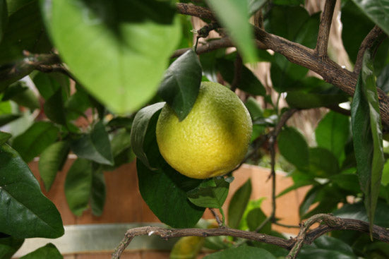 Orangenöl süß bio Citrus sinensis