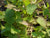 Koriandersamenöl Coriandrum sativum