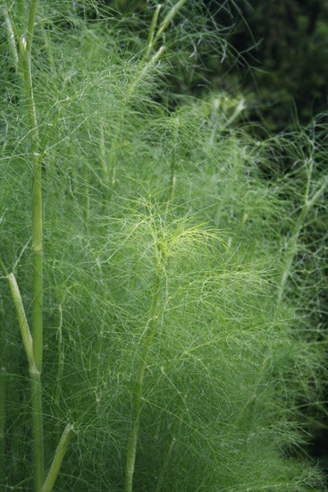Fenchelöl süß Foeniculum vulgare var. dulce