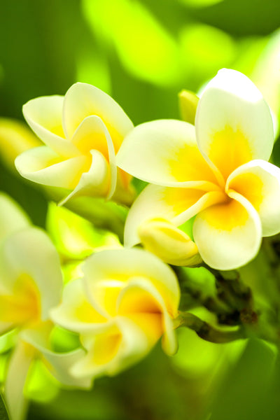 Frangipani Absolue 10:90 in Jojoba