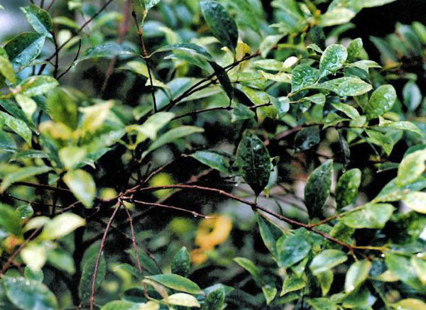 Nelkenblätteröl Syzygium aromaticum