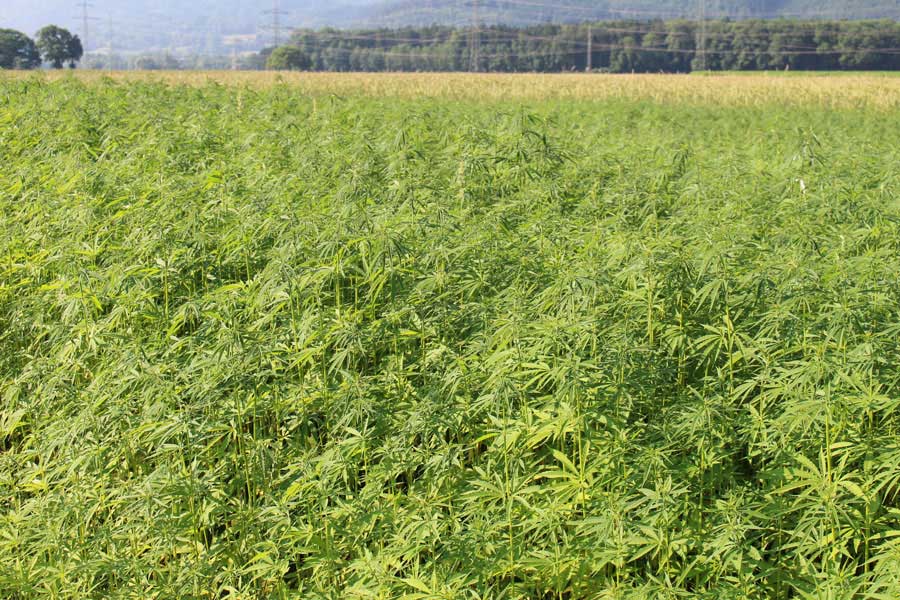 Hanfsamenöl us am Ländle