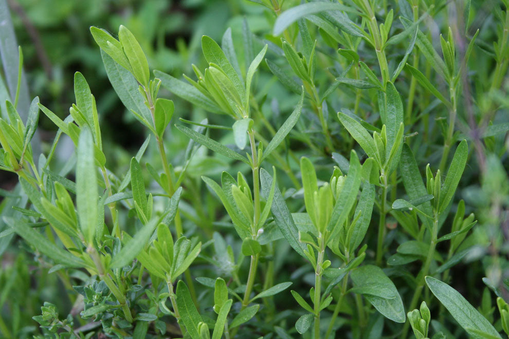 Ysopöl bio Ct. Cineol Hyssopus officinalis