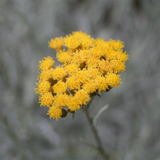Immortelleöl (Strohblume) Helichrysum italicum