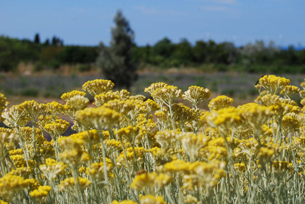 Immortelle Buch & Duft | Kombiset