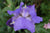 Iris Absolue Iris pallida