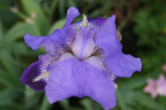 Iris Absolue 50:50 in Alkohol Iris pallida