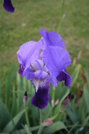 Iriswurzel CO2 Extrakt Iris germanica