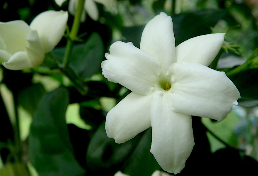 Jasminöl sambac Absolue 10:90 in Jojoba Jasminum sambac