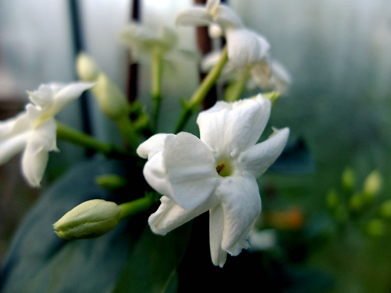 Jasminöl sambac Absolue Jasminum sambac