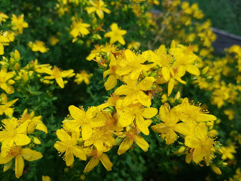 Johanniskrautöl us am Ländle