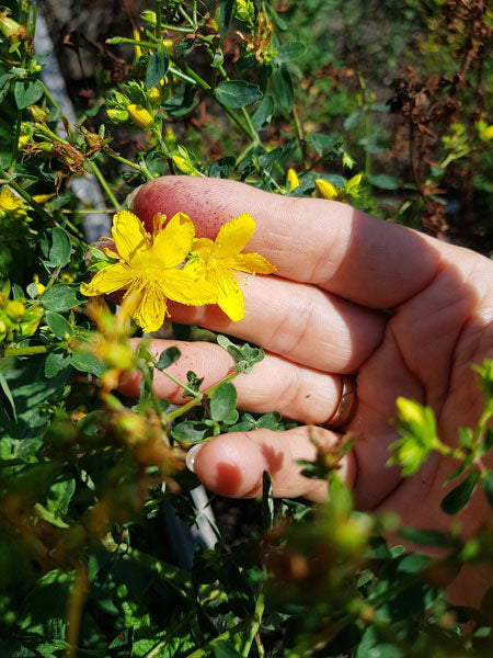 Johanniskrautöl us am Ländle