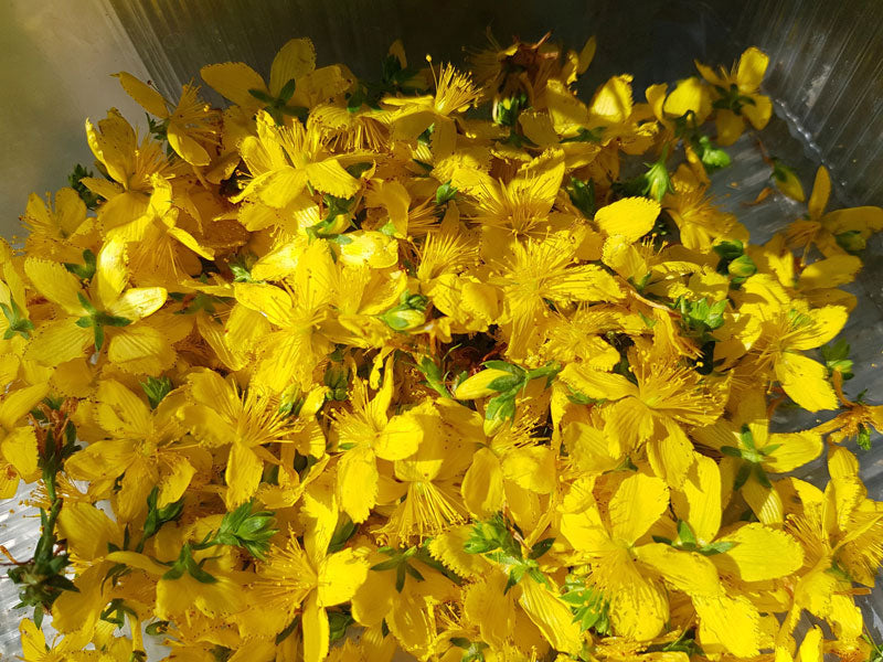 Johanniskrautöl us am Ländle