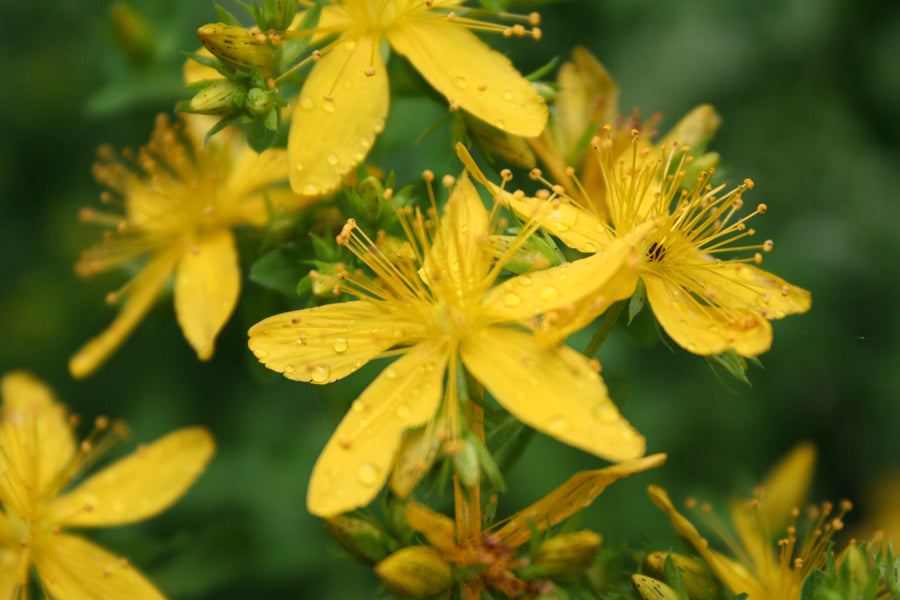 Johanniskrautöl bio Hypericum perforatum