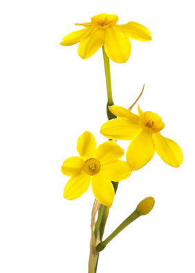 Jonquille Absolue Narcissus jonquilla
