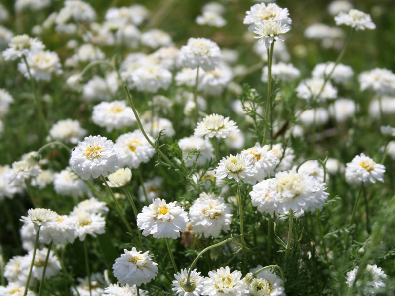 Kamillenöl römisch bio 10:90 in Jojoba Chamaemelum nobile