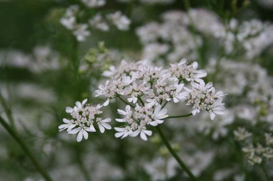 Koriandersamenöl Coriandrum sativum