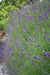 Lavendelöl bio Lavandula angustifolia