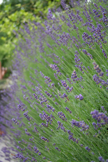 Lavendelöl Lavandula angustifolia