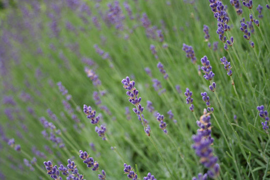 Lavendelhydrolat bio - Aqua Lavandula angustifolia