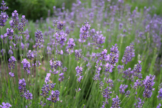 Lavendelöl bio Lavandula angustifolia