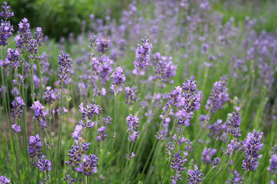 Lavendelöl fein Lavandula angustifolia
