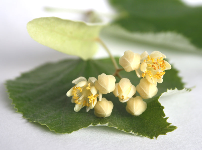 Lindenblüte CO2 Extrakt 62:38 in Alkohol
