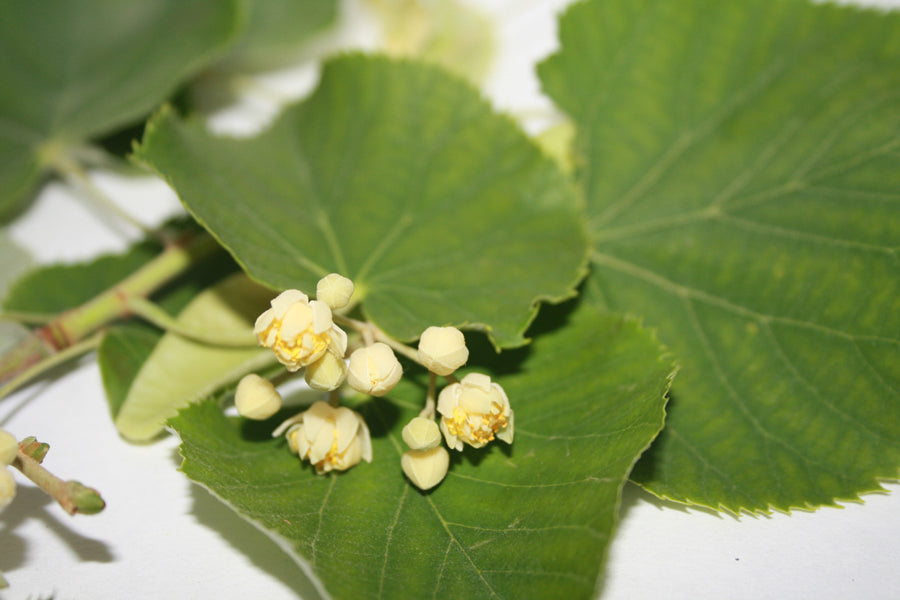 Lindenblüte CO2 Extrakt 62:38 in Alkohol