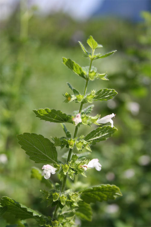 Melissenöl bio Melissa officinalis