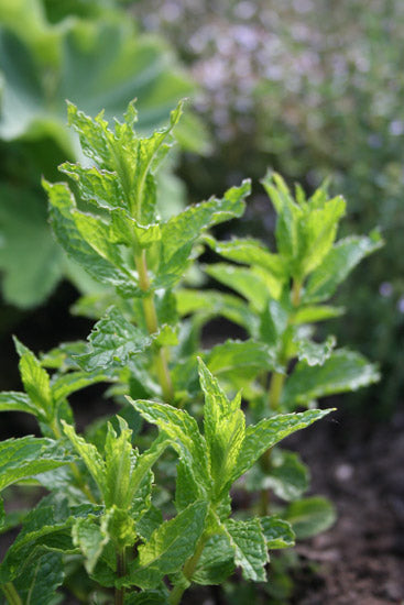 Pfefferminzöl Mentha x piperita