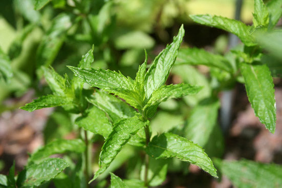 Pfefferminzöl bio Mentha x piperita