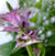 Muskatellersalbeiöl Salvia sclarea