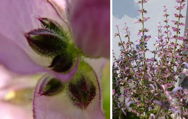 Muskatellersalbeiöl Salvia sclarea