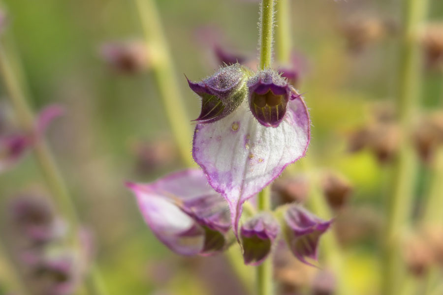 Muskatellersalbeihydrolat - Aqua Salvia sclarea