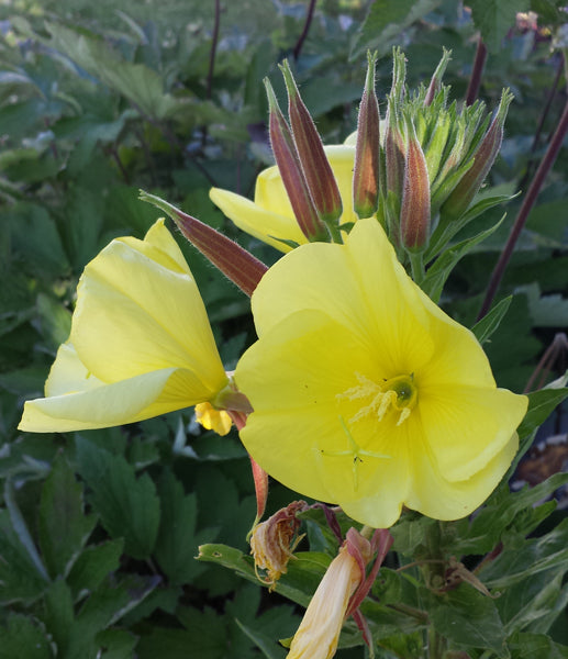 Nachtkerzensamenöl bio CO2 EX Oenothera biennis