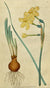 Jonquille Absolue Narcissus jonquilla