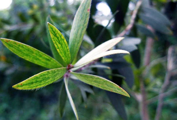 Niaouliöl bio Melaleuca viridiflora