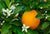 Neroliöl (Orangenblütenöl) Citrus aurantium flos