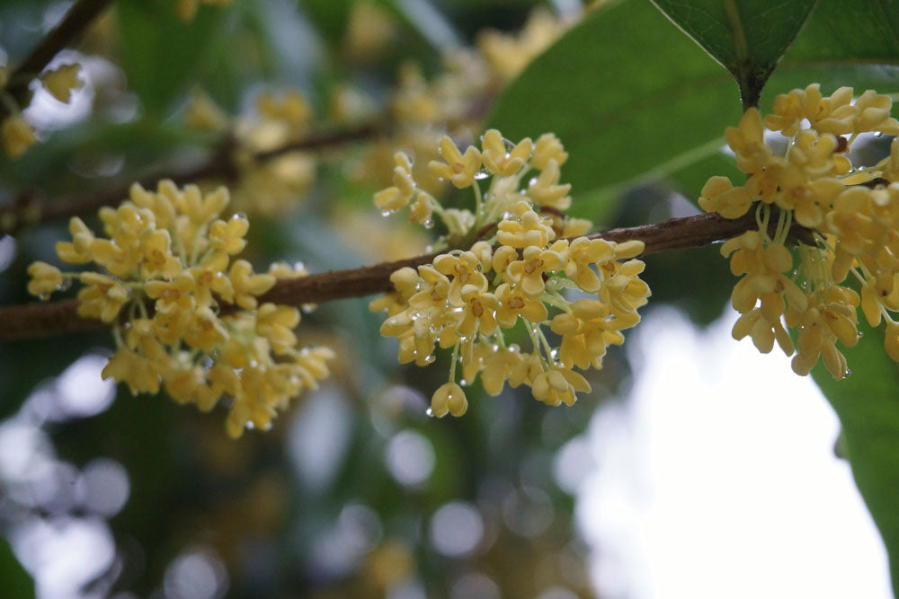 Osmanthus in Jojoba 10:90 - Osmanthus fragrans