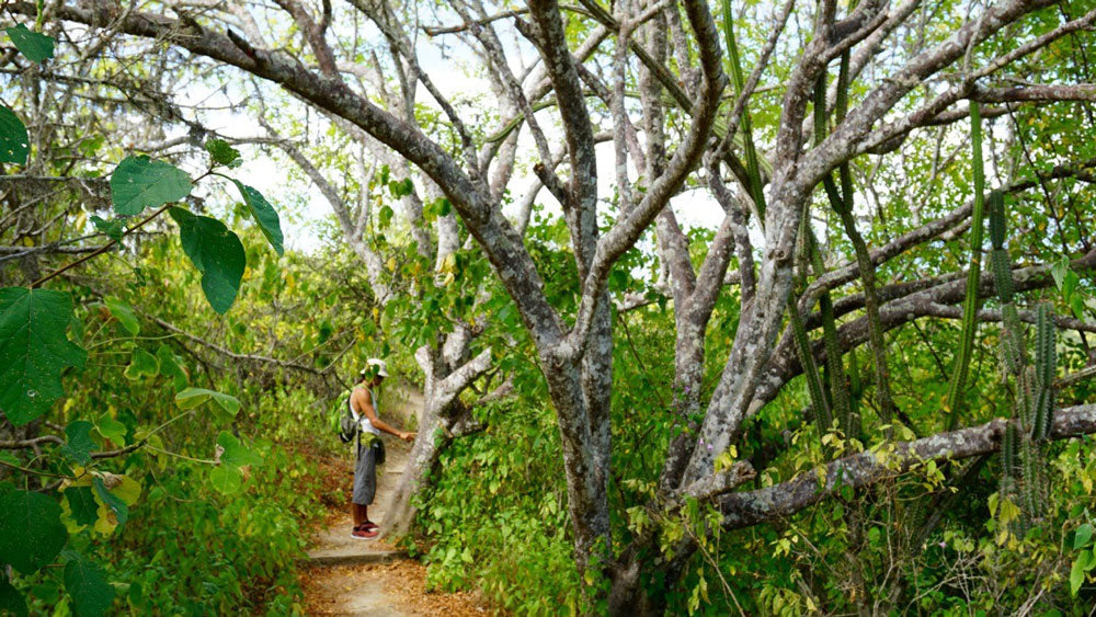 Palo Santo in Jojoba 5:95 Bursera graveolens